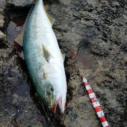 朝マヅメ青物回遊あり