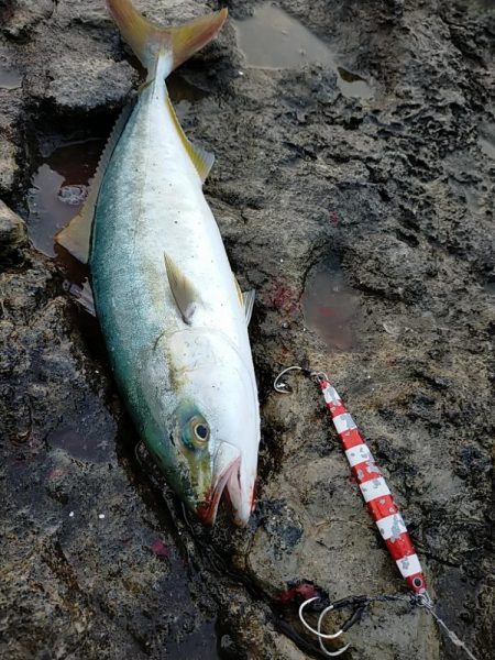 朝マヅメ青物回遊あり
