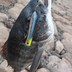 灼熱のチヌトップ