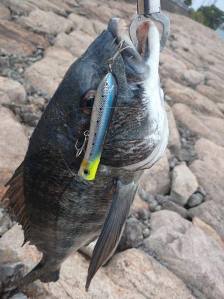 灼熱のチヌトップ