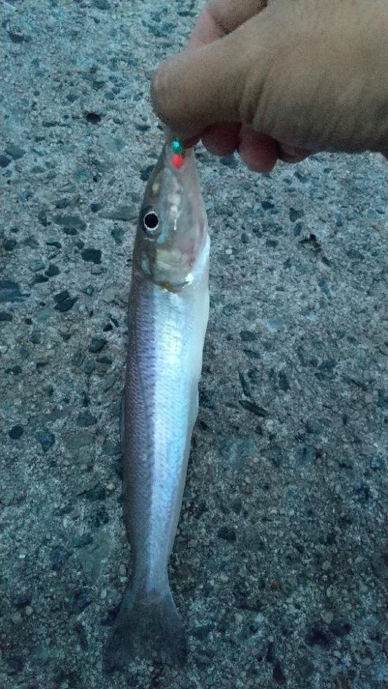 ちょい投げでキス