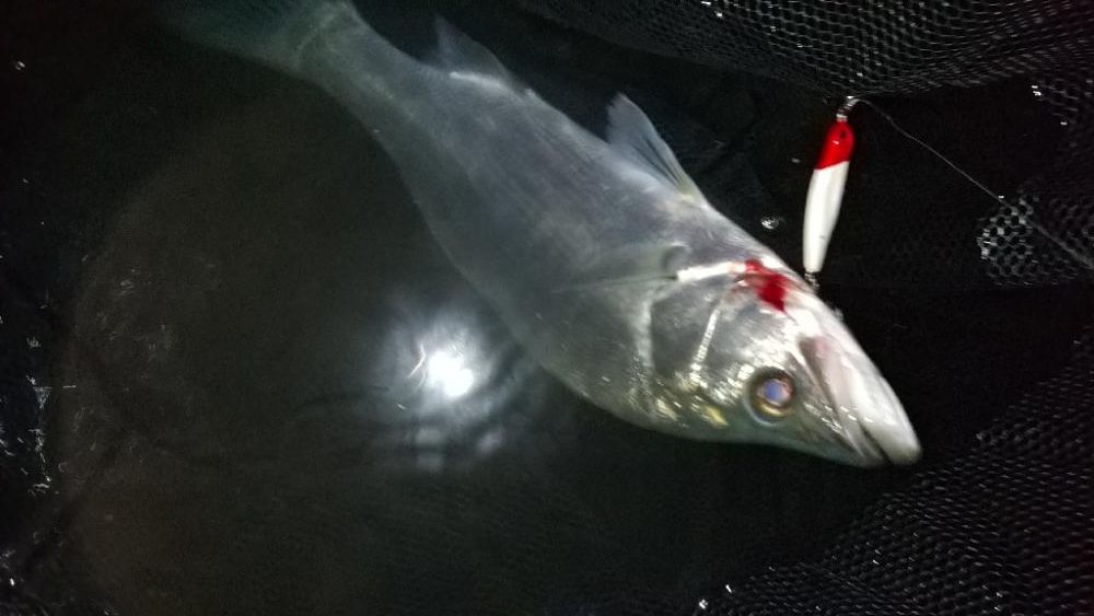 日高川チャレンジ