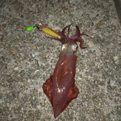 ケンサキエギング③