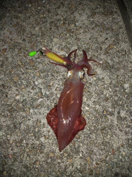 ケンサキエギング③