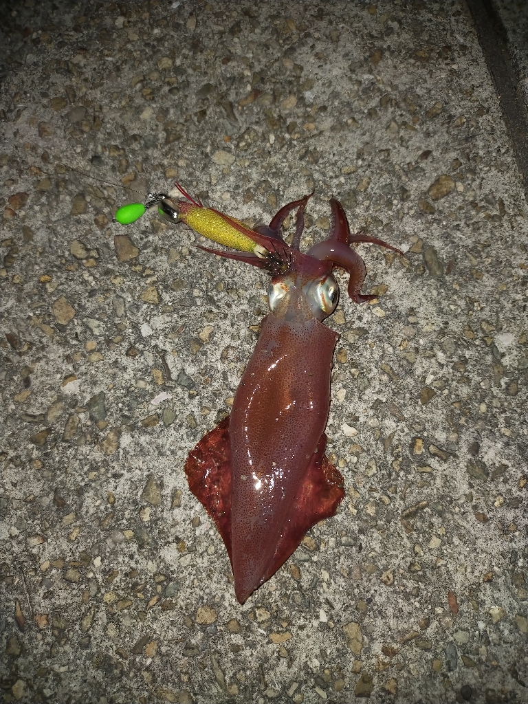 ケンサキエギング③