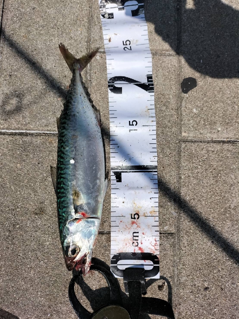 久しぶりの夜釣り