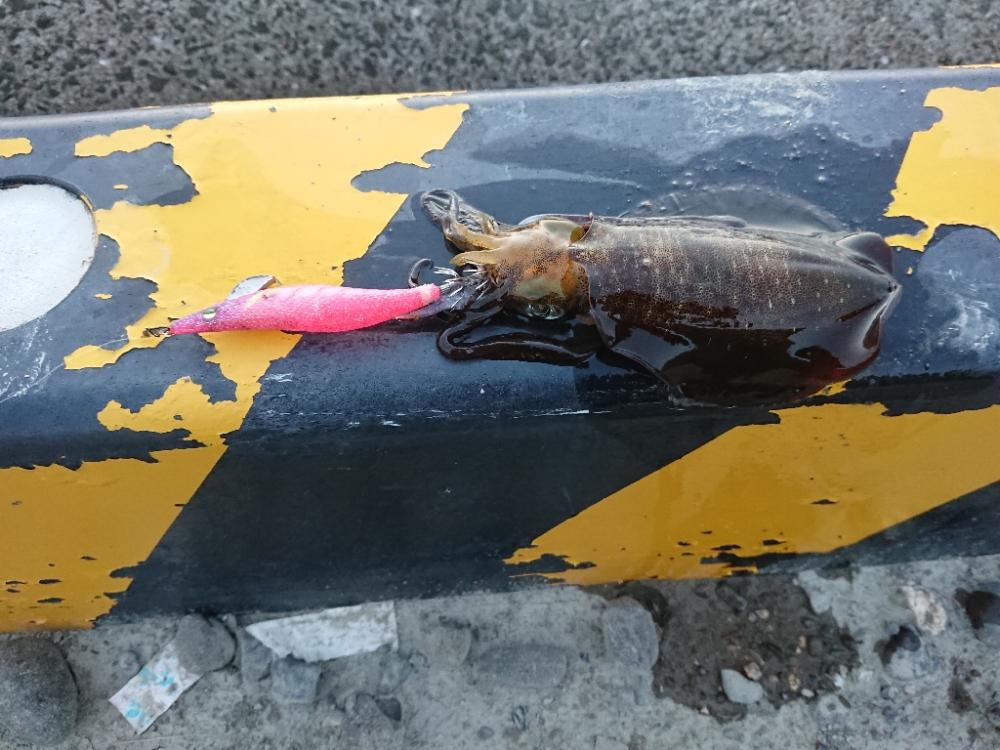 エギングと刀狩り❗