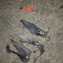 ケンサキエギング