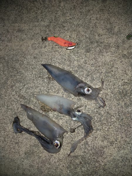 ケンサキエギング