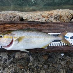 ダイソーショアジギング