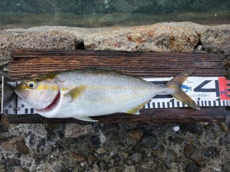 ダイソーショアジギング