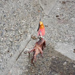 タコ釣りとゴミ拾い