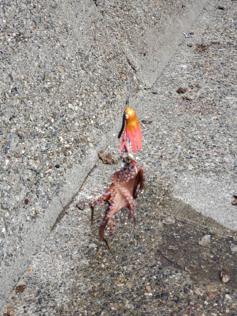 タコ釣りとゴミ拾い