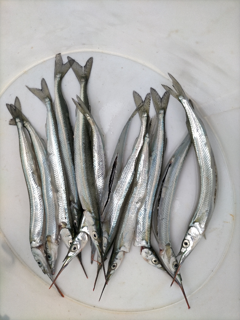 今日はサヨリ釣り!!