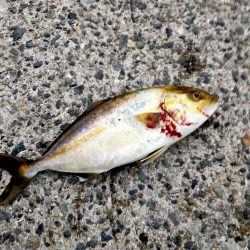 初ショアジギング