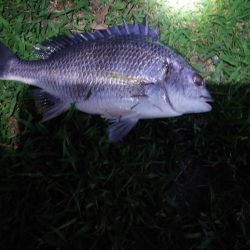 何とかチヌ！！！