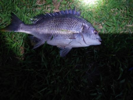 何とかチヌ！！！