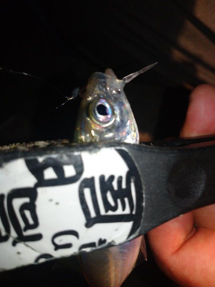 爆釣‼️アジング