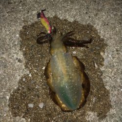 アオリエギング