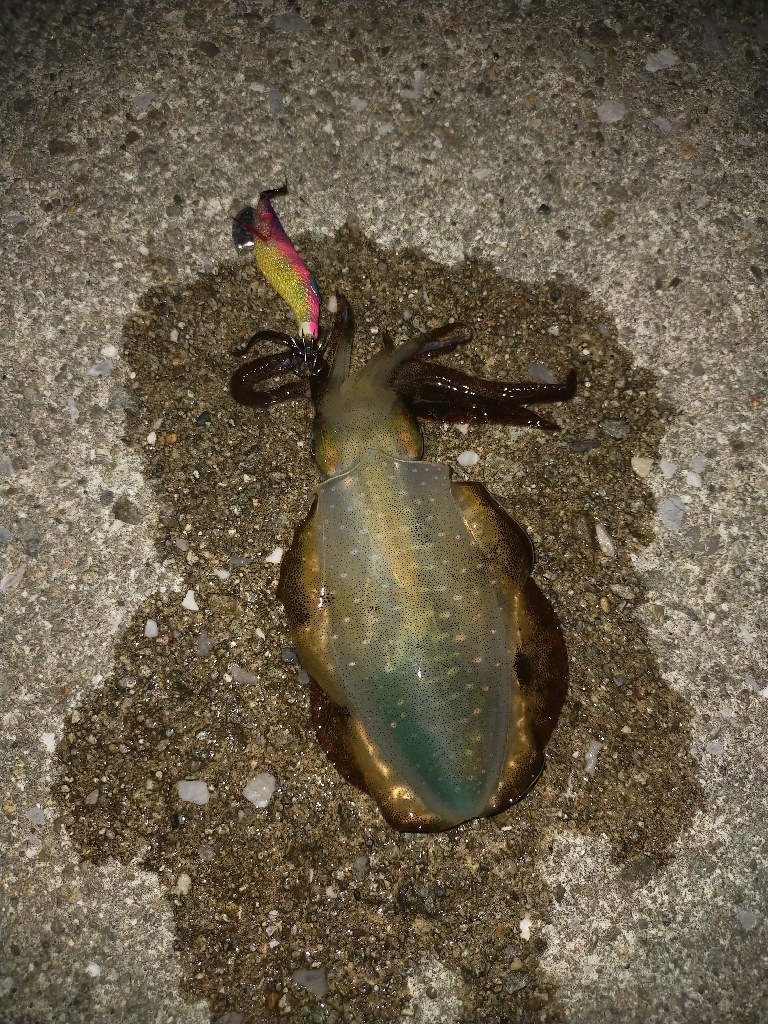 アオリエギング