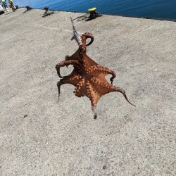 今期二杯目！！