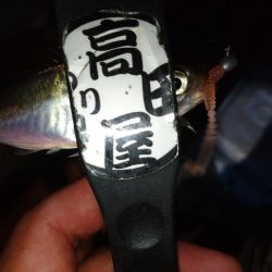 今夜も飽きずに豆アジング