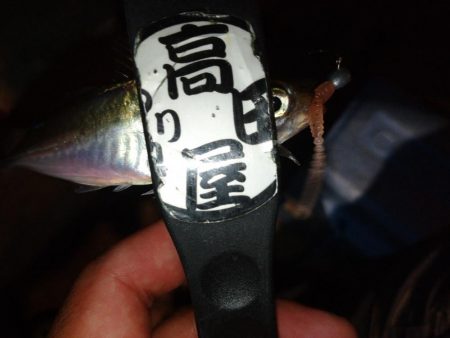 今夜も飽きずに豆アジング