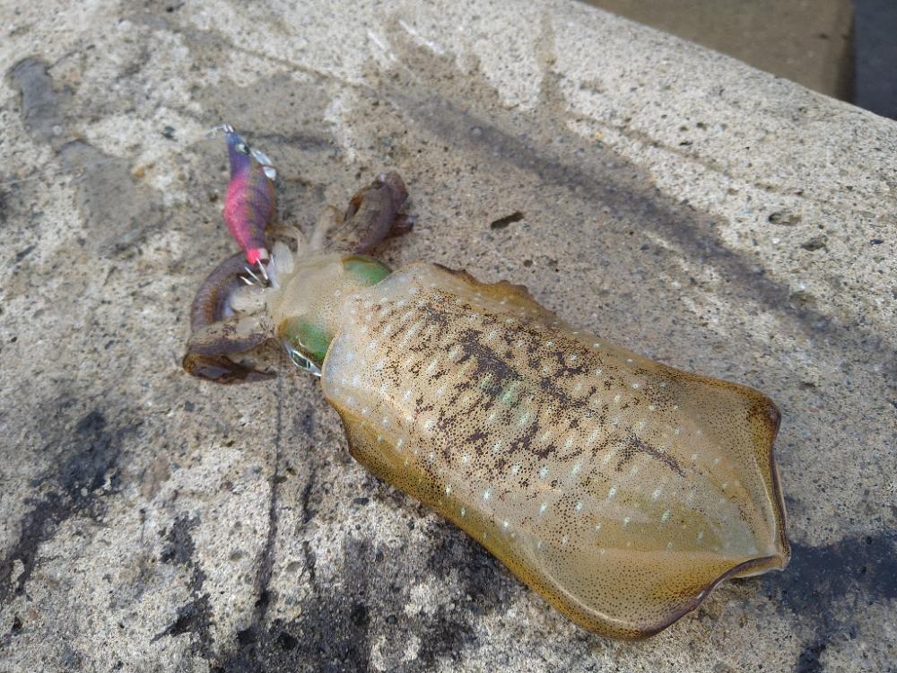 越前の新子の様子