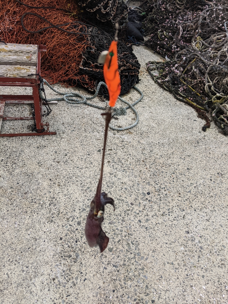 日本海イカ調査