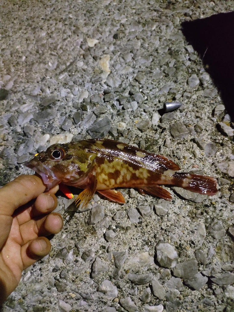 周防大島、片添港にて