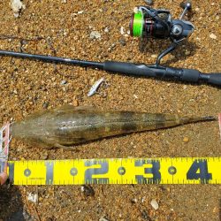 初場所一投目でマゴチ！