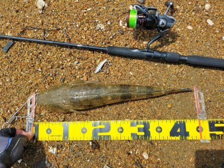 初場所一投目でマゴチ！