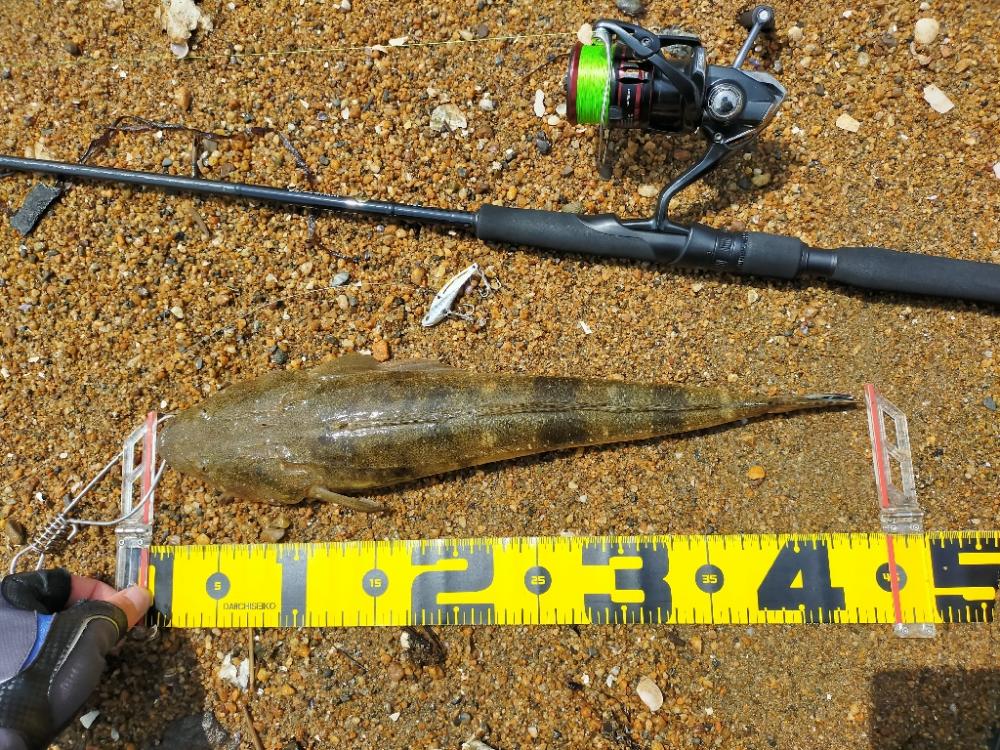 初場所一投目でマゴチ!