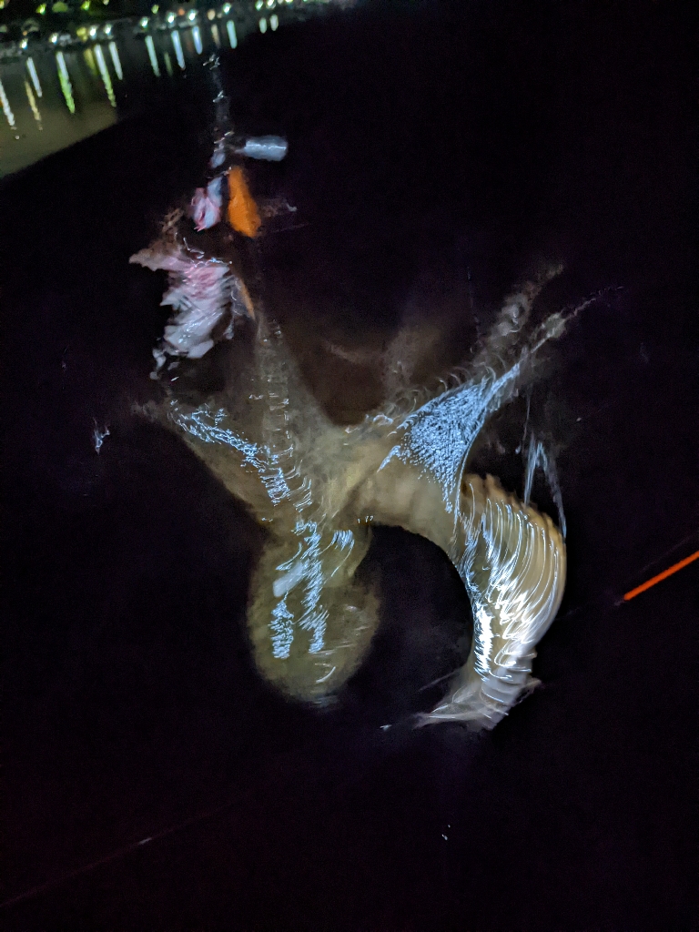 今季9杯目🐙！！