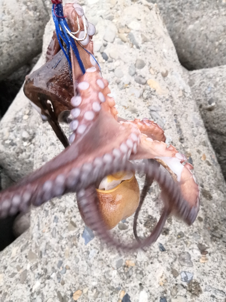 オクトパッシング