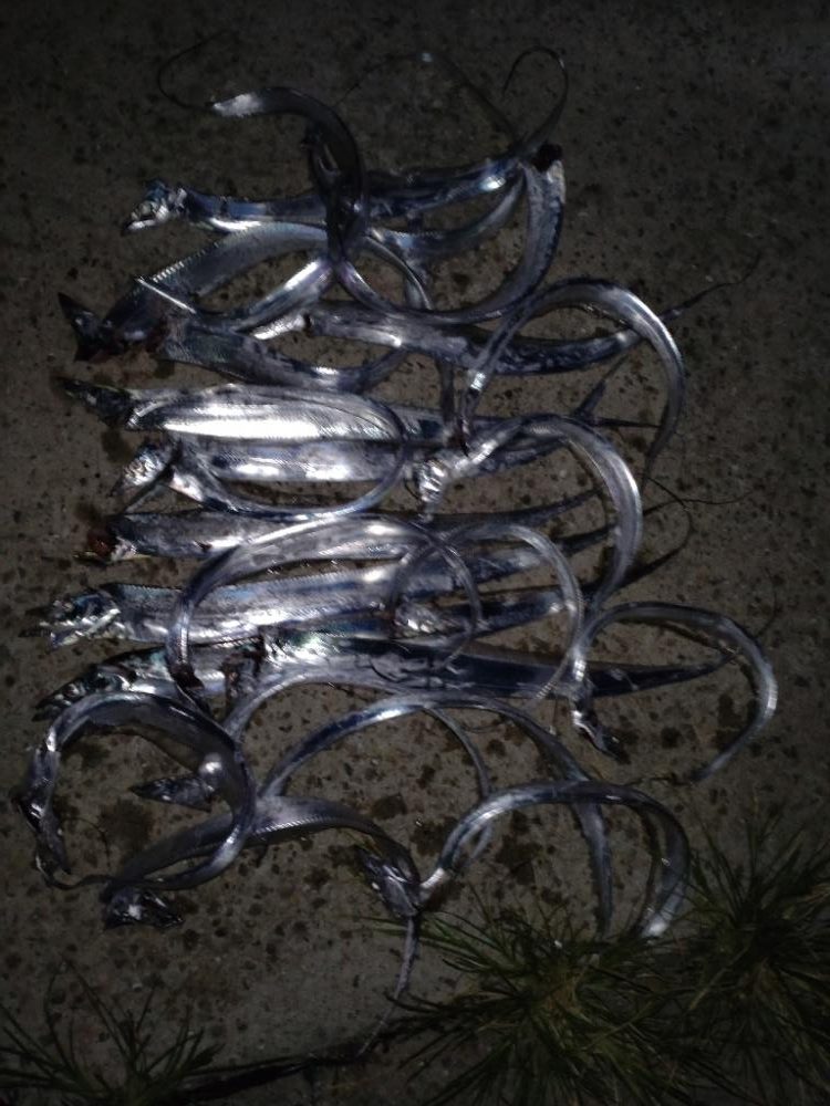 調査のつもりが初タチ