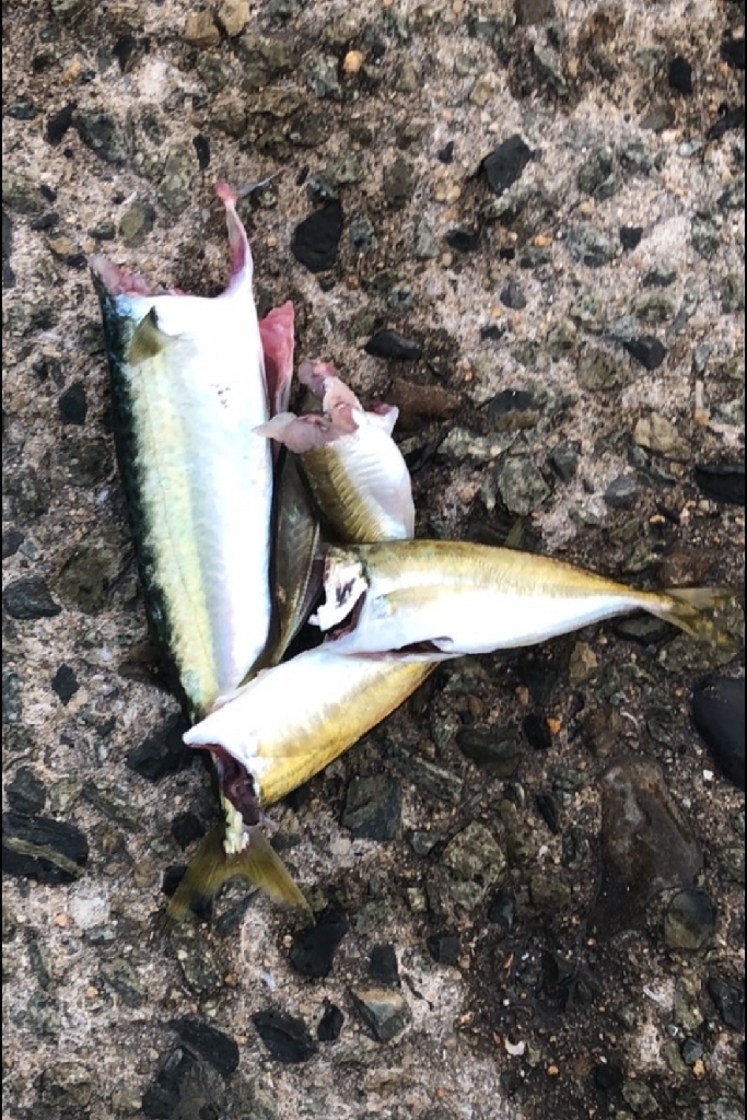 のんびりサビキ