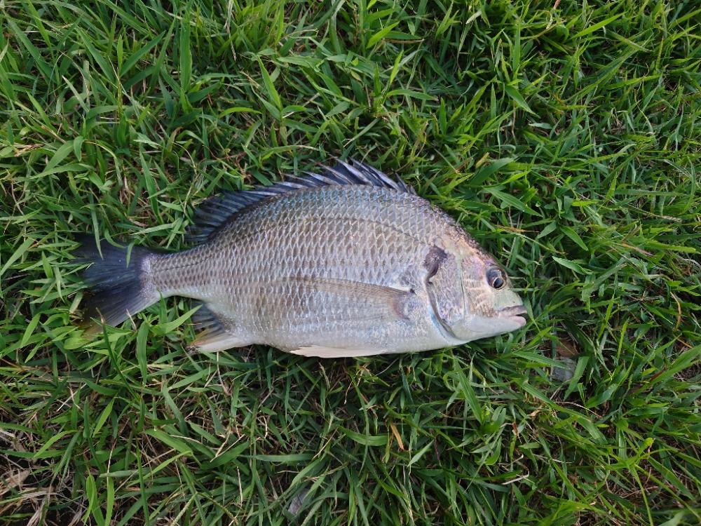 何とかチヌ！シーバスは相変わらずバラシ！