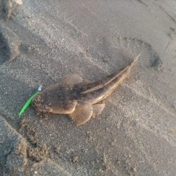 夕暮れのマゴチ