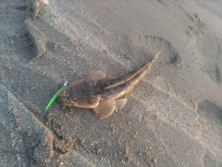 夕暮れのマゴチ