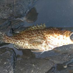 エギで魚が!?ゎ