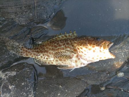 エギで魚が!?ゎ