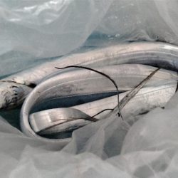 シーズン初タチウオ