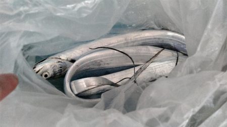 シーズン初タチウオ