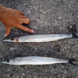 カマスゲット!!