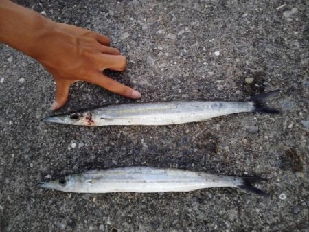 カマスゲット!!