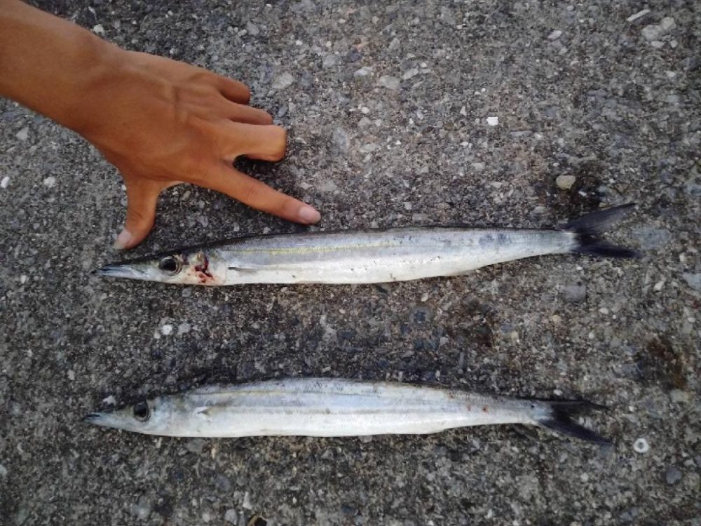 カマスゲット!!