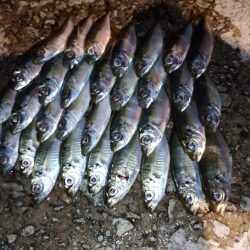 好調‼️豆アジ…