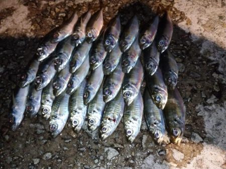 好調‼️豆アジ…