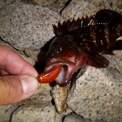 新竿デビュー戦